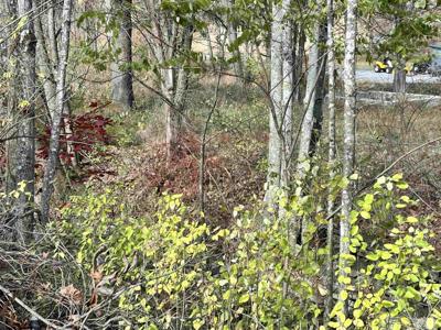 75 Upper Isner Creek