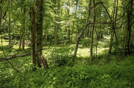 Lot 19 Lake Island