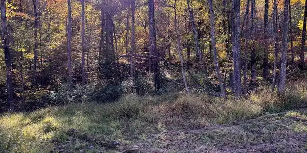 Lot 20 Island