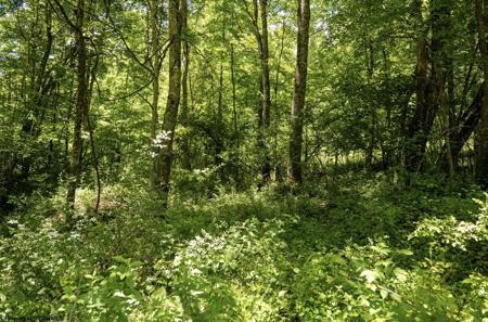 Lot 23 Lake Island