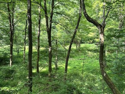 TBD Indian Fork