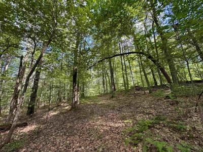 Tract 2 S Teter Creek