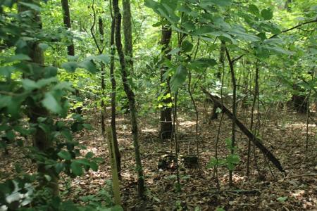 Lot 20 Skid Strip Lane