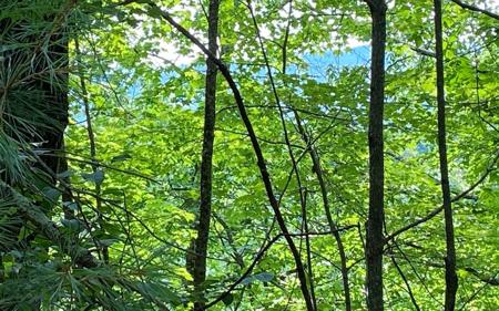 Lot 645 Wedowee Ct (Lot 645)