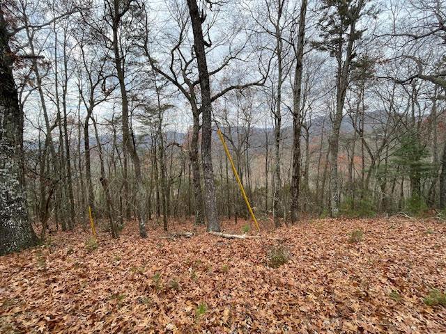 Image 4: Clear some trees, build your home, enjoy the view