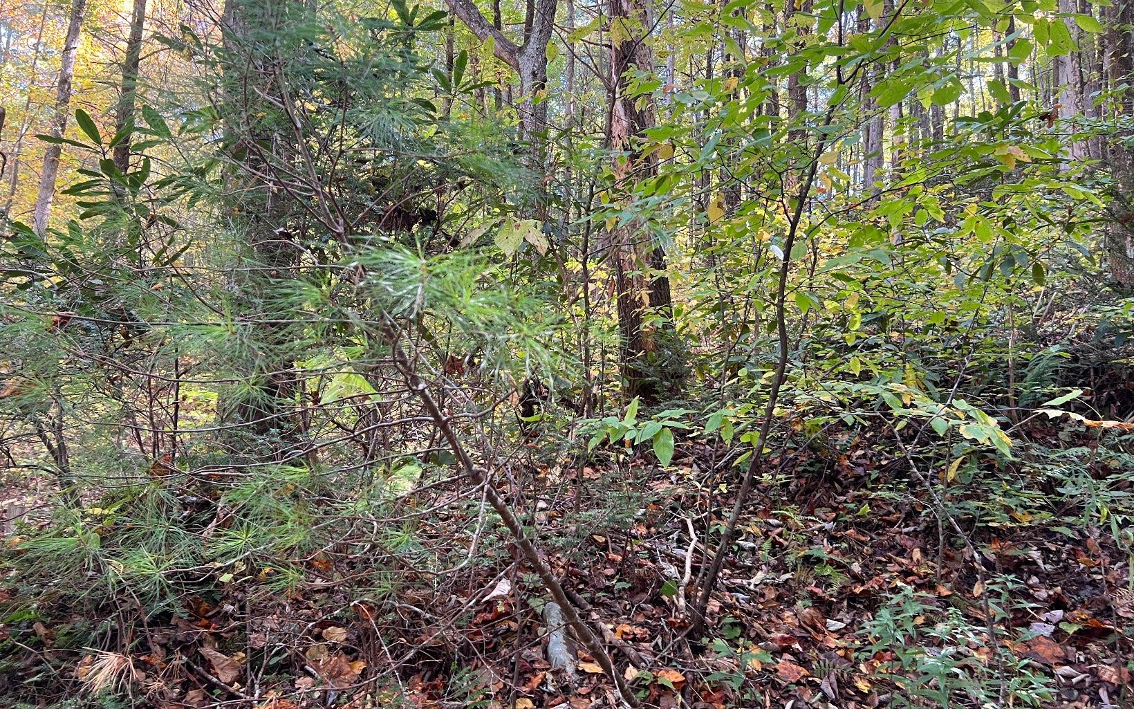 Image 4: Additional View