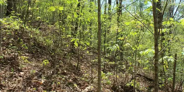 Lot 60 Shiloh Trail