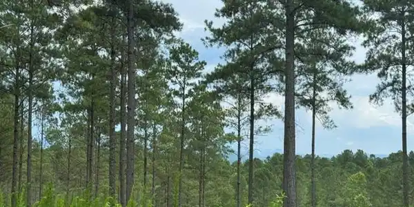 Lot 88 Springfield Parkway