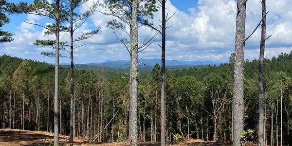 Lot 63 Lacey Springs Lane