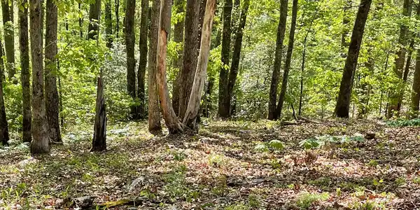 Lot 1C Lakewood Hills