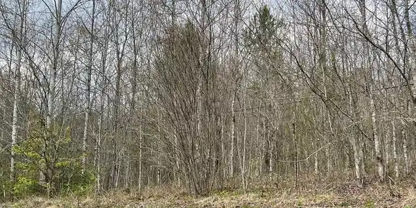 Laurel Branch Road