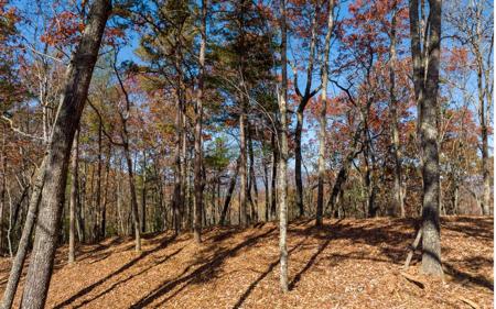 L41 Preserve Trail
