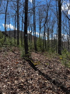 #11 Knights Gap Way