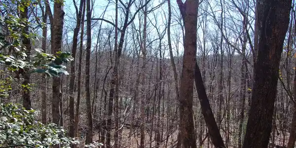 Timberline Lane