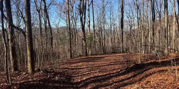 Black Bear Den