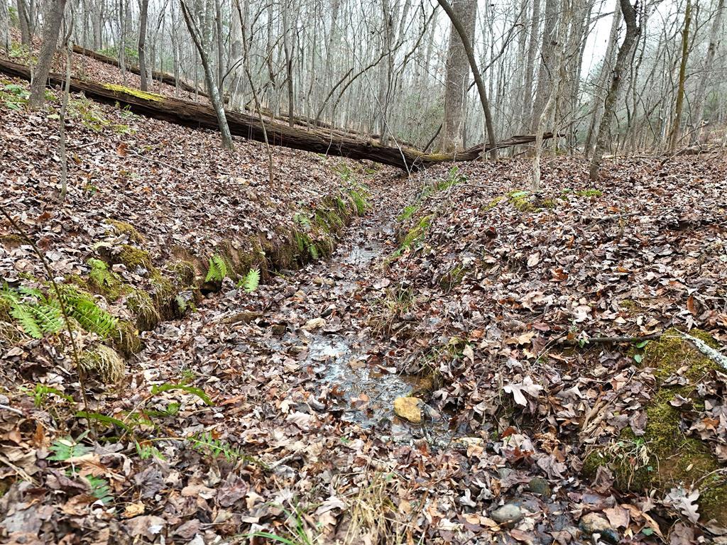 Image 3: Branch at front of property