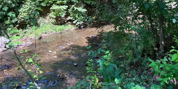 285 Mountain Meadow
