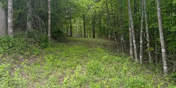 Lot 23 Panorama Forest