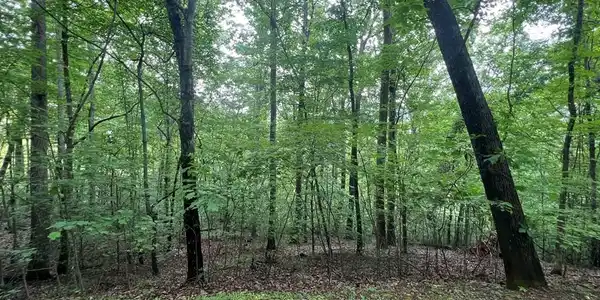 Ash Branch Circle