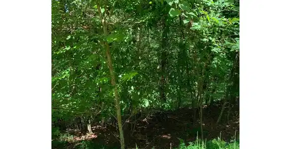 Image 4: Additional View
