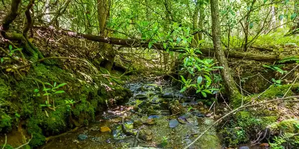 Image 3: Spring fed creek