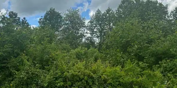 Lot 21 Panorama Forest