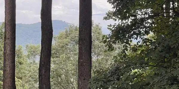 Image 3: View from neighbors yard. Could be captured once trees are cleared
