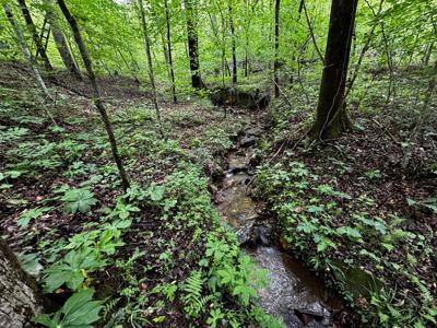 Fisher Creek Road