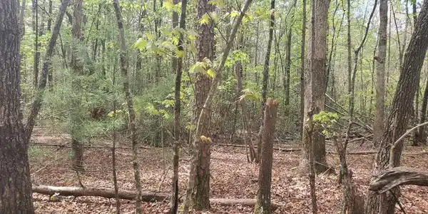 36 & 38 Squirrel Hunting