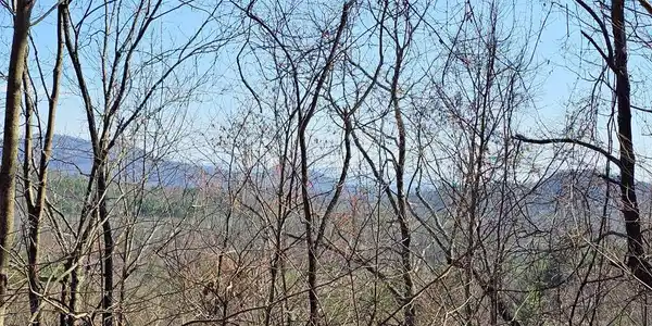 Lot 39 Merlin Trail/Warbler Road