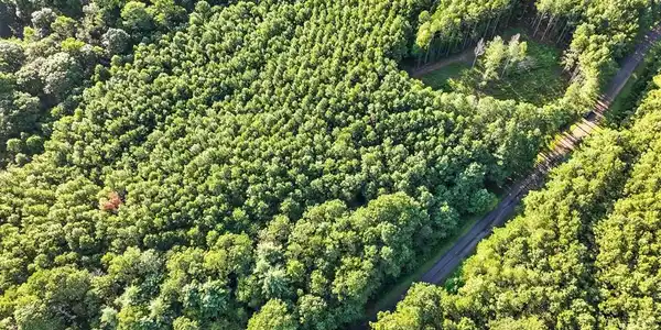 Lot 31 Foxpaw Leaf Lane