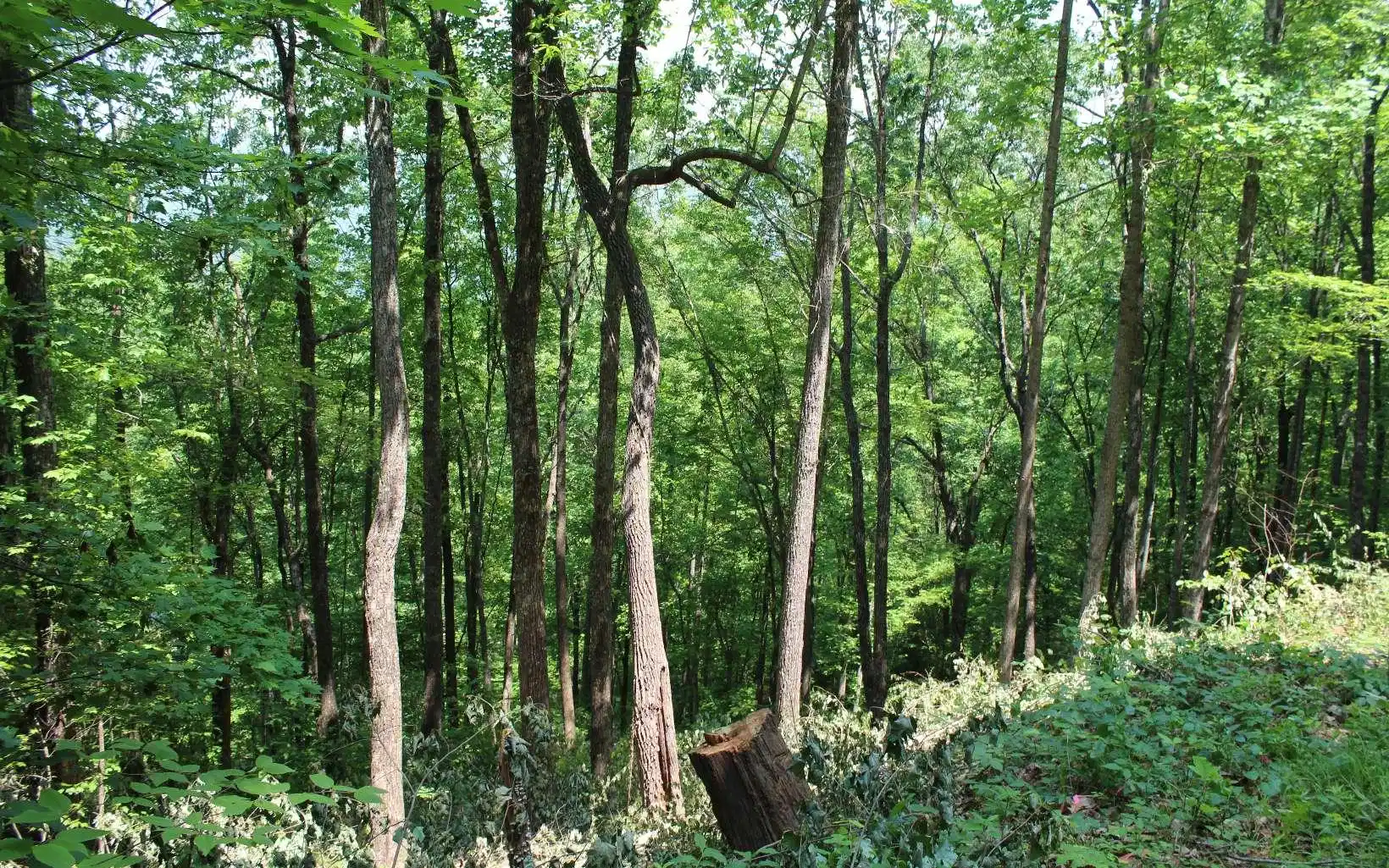 Image 1: Main View