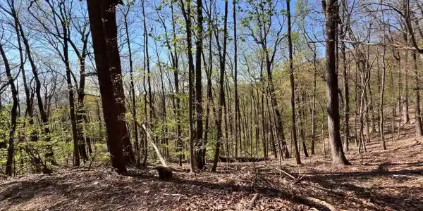 Sassafras Court