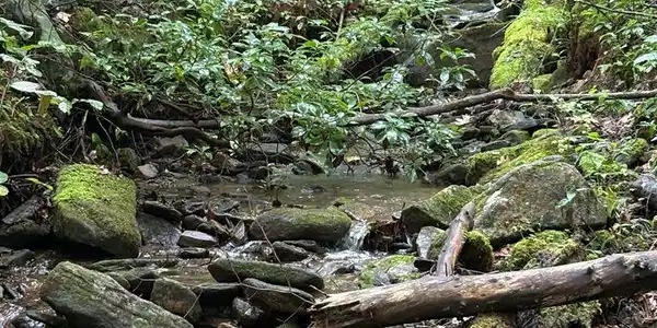 Trt 1 Forest Cove Trail