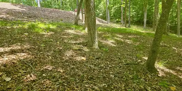 Image 3: Hillside behind home site