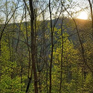 Lot 5 The Heights