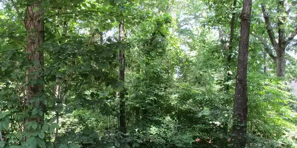 74A Licklog Ridge