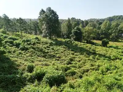 Lot 31 Arbor Creek Trail