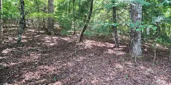 Timberline Lane