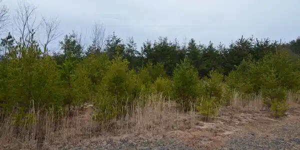 Lot 2 The Preserve At Beach Mountain