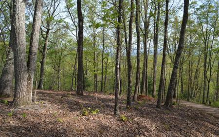Lot 20 North Ridge Trail