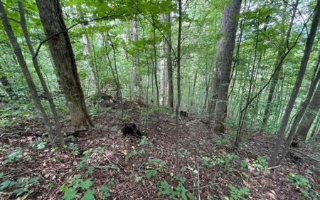 Lot 19 Bear Trail