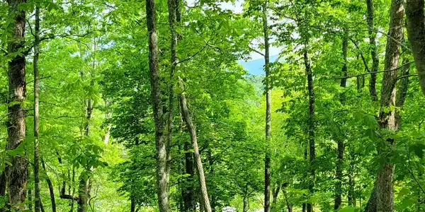 4 Oak Forest Acres