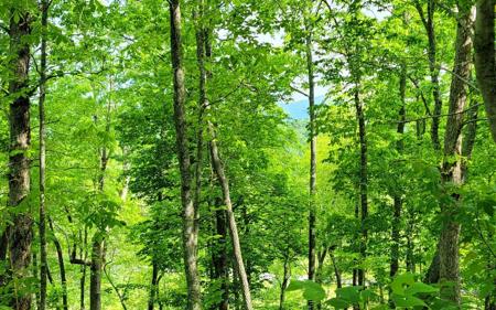 5 Oak Forest Acres
