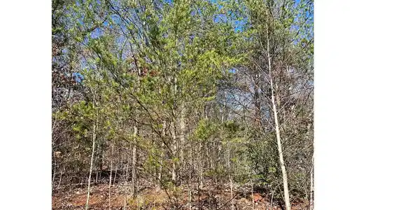 Image 2: Additional View