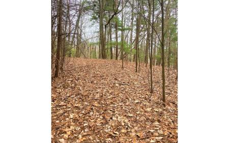 Lot 7 Brushy Top Drive