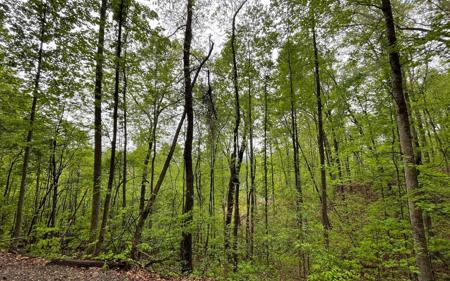 LT 59 Possum Hollow Road