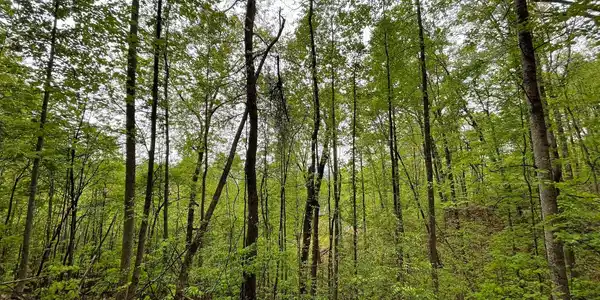 LT 59 Possum Hollow Road