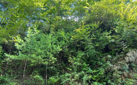 Lot 76 Fires Creek Cove Road