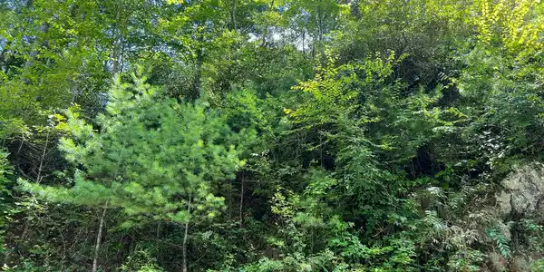 Lot 76 Fires Creek Cove Road
